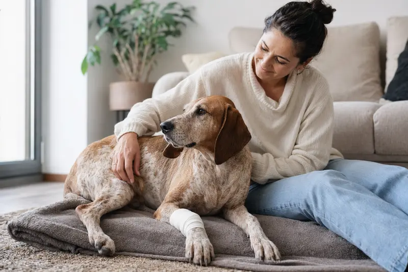 Segugio Italiano Hund mit leichtem Verband an der Pfote liegt ruhig auf einer Decke neben seinem erleichterten Besitzer in einer hellen Wohnung.
