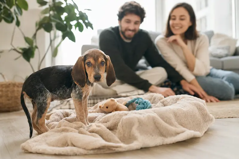 Ein junger Segugio Italiano Welpe erkundet neugierig sein neues Zuhause auf einer weichen Decke zwischen Spielzeug und seiner liebevollen Familie.