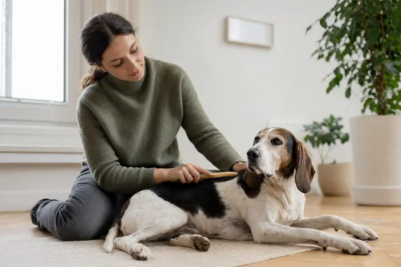 Ein Segugio Maremmano wird in einer hellen Wohnung sanft gebürstet, während sein Besitzer die Fellpflege liebevoll übernimmt.