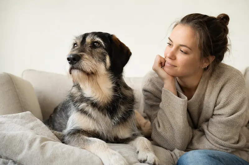 Ein aufmerksam stehender Segugio Hund vor hellem Hintergrund in natürlicher Haltung, als professionelles Hundeportrait mit klaren Details.