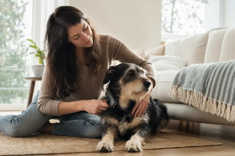 Ein Segusier Hund wird in einer hellen Wohnung sanft gebürstet, während sein Besitzer liebevoll die Fellpflege übernimmt.