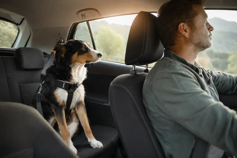 Ein Sennenhund sitzt sicher angeschnallt auf der Rückbank eines Autos, während der Besitzer ruhig fährt und Sonnenlicht durch das Fenster fällt.