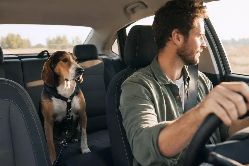 Ein Serbischer Laufhund sitzt sicher angeschnallt auf der Rückbank eines Autos, während sein Besitzer ruhig fährt.