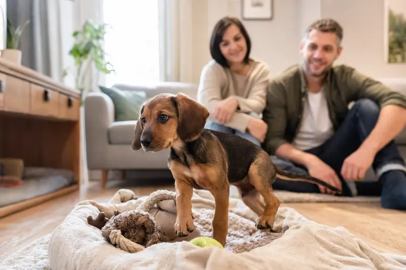 Ein junger Serbischer Laufhund-Welpe erkundet neugierig sein neues Zuhause auf einer weichen Decke mit Spielzeug in einer hellen Wohnung.