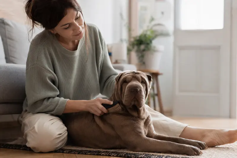 Ein Shar-Pei Hund wird in einer hellen Wohnung sanft gebürstet, während der Besitzer sich liebevoll um die Fellpflege kümmert.