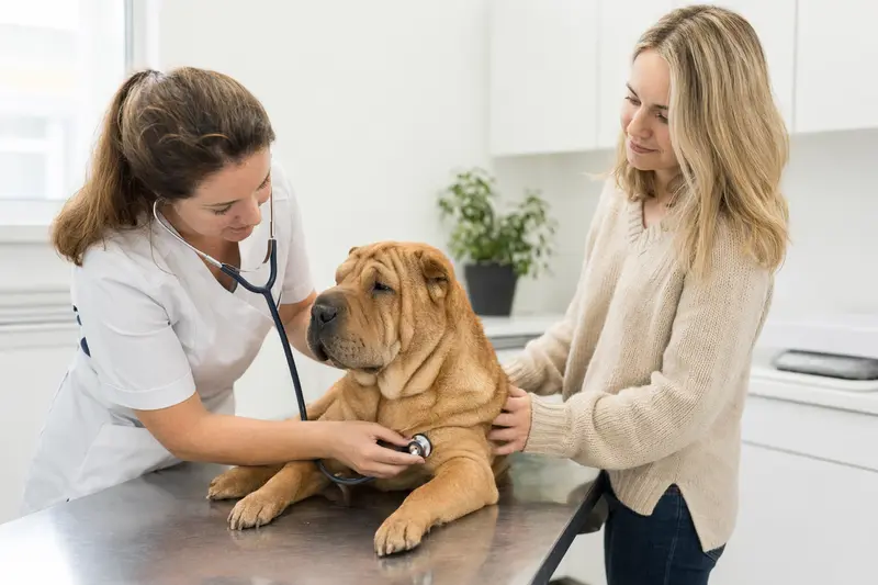 Eine Tierärztin untersucht einen ruhigen Shar-Pei Hund mit dem Stethoskop, während der Besitzer in einer modernen Tierarztpraxis beruhigend danebensteht.