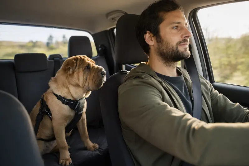 Ein Shar-Pei sitzt sicher angeschnallt auf der Rückbank eines Autos, während der Besitzer fährt und Sonnenlicht durch das Fenster fällt.