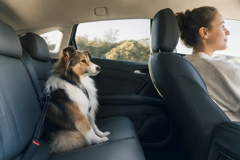 Ein Sheltie sitzt angeschnallt auf der Rückbank eines Autos, während der Besitzer sicher fährt und Sonnenlicht durch das Fenster fällt.