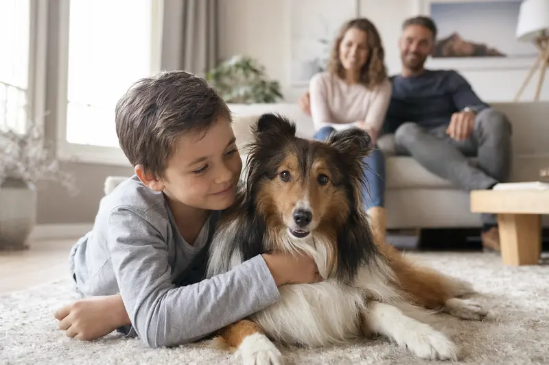 Ein entspannter Shetland Sheepdog liegt neben einem Kind im Wohnzimmer, während die Eltern im Hintergrund eine sichere Familienatmosphäre schaffen.