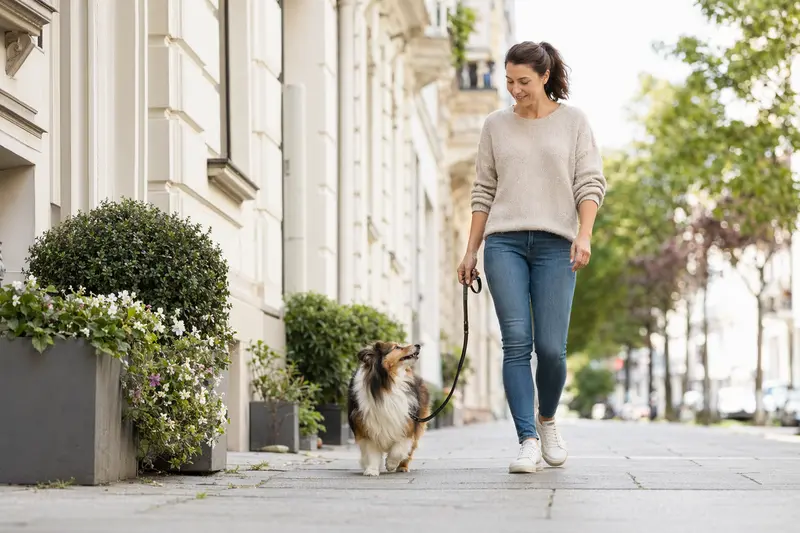 Ein Shetland Sheepdog läuft an der Leine mit seinem Besitzer durch eine moderne Stadtstraße.