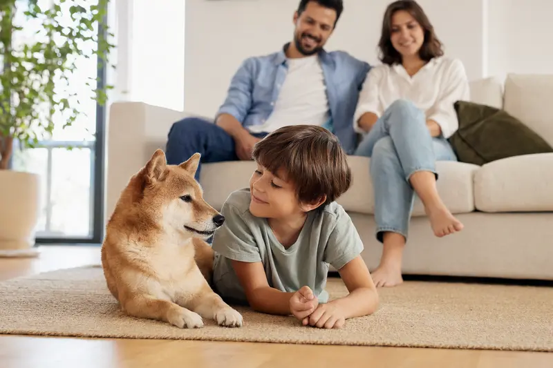 Ein freundlicher Shiba Inu liegt entspannt neben einem Kind im Wohnzimmer, während die Eltern im Hintergrund eine helle und sichere Familienatmosphäre prägen.