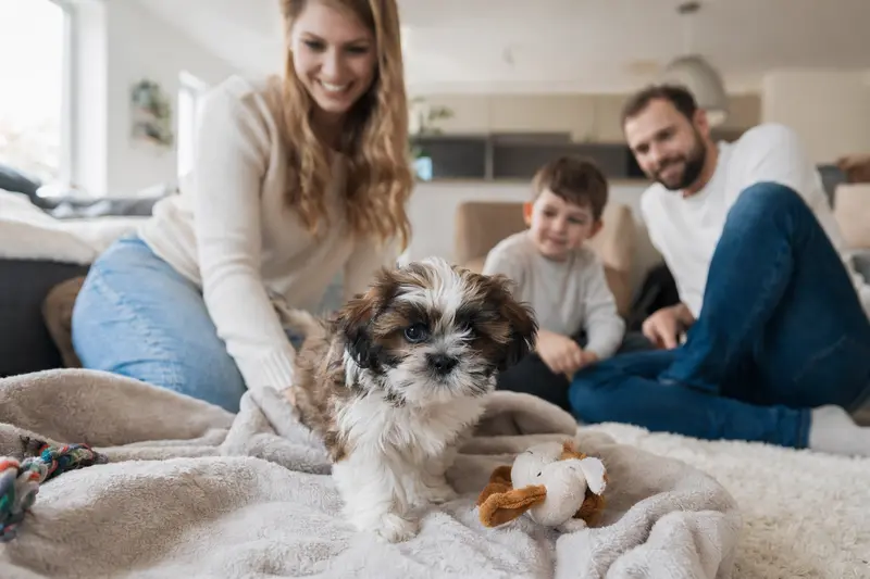 Ein junger Shih Tzu Welpe entdeckt neugierig sein neues Zuhause in einer hellen Wohnung mit weicher Decke und Spielzeug im Vordergrund.