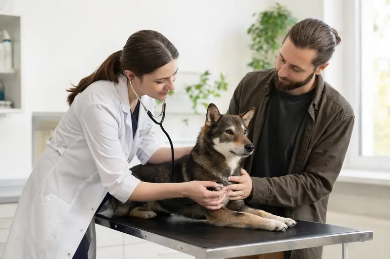 Eine Tierärztin untersucht einen ruhigen Shikoku Hund mit dem Stethoskop, während der Besitzer beruhigend daneben steht.