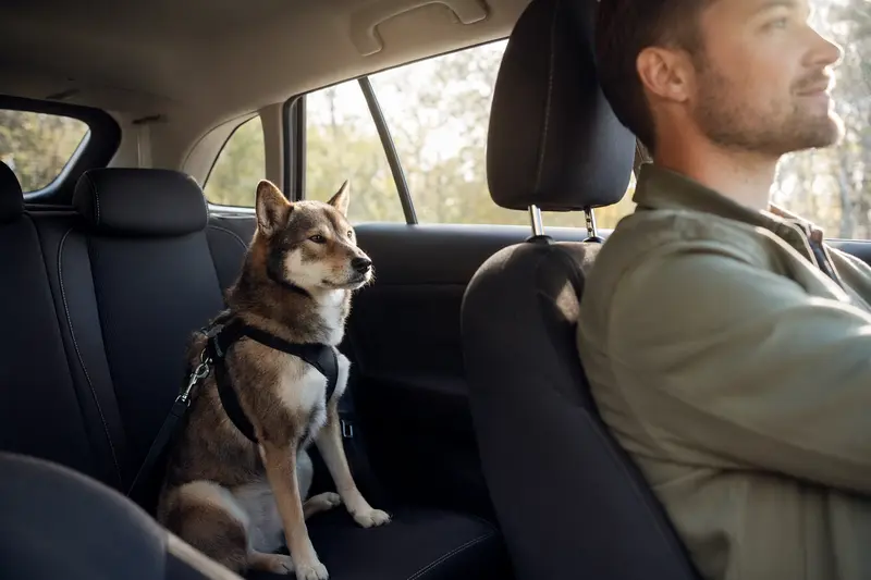 Ein Shikoku Inu sitzt sicher angeschnallt auf der Rückbank eines Autos, während der Besitzer ruhig fährt.