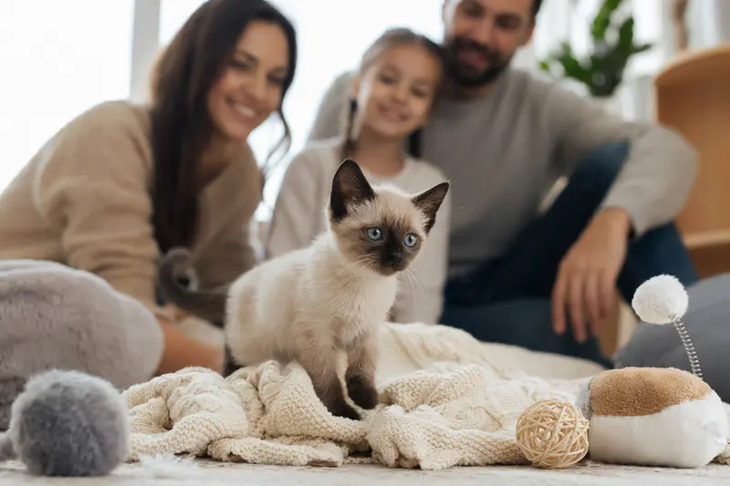 Ein neugieriges Siamkatzen-Kitten erkundet sein neues Zuhause auf einer weichen Decke und spielt mit einem Spielzeug, während eine liebevolle Familie im Hintergrund zu sehen ist.