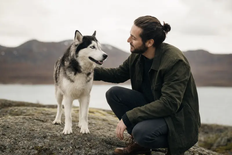 Ein aufmerksam stehender Siberian Husky vor hellem Hintergrund als realistisches Hundeportrait für einen Ratgeber zu Hundegesundheit und Versicherung.