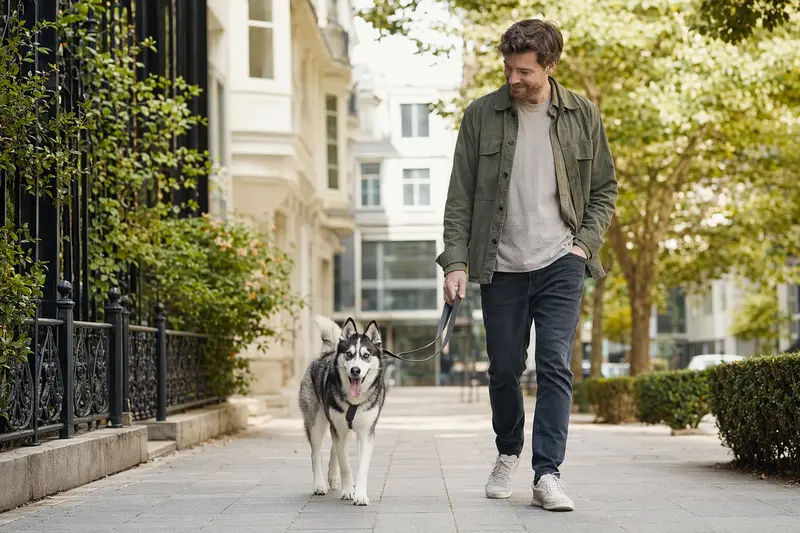 Ein Siberian Husky läuft entspannt an der Leine mit seinem Besitzer durch eine moderne Stadtstraße.