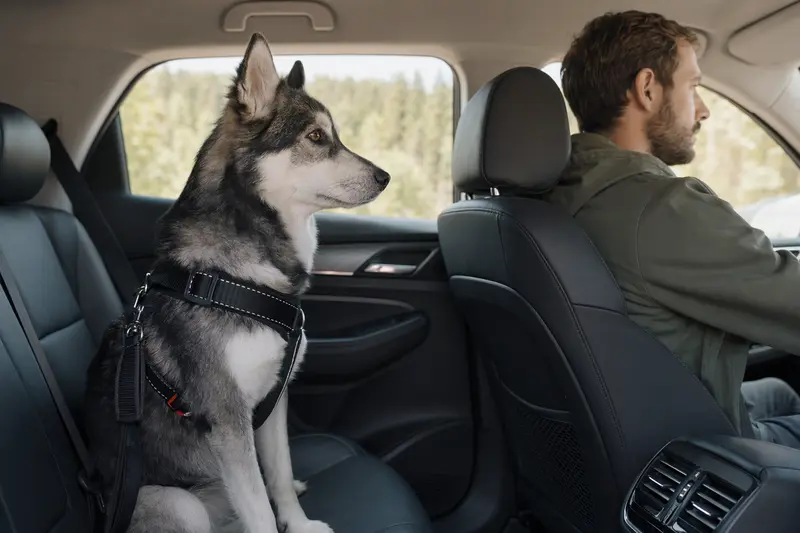 Ein Siberian Husky sitzt sicher angeschnallt auf der Rückbank eines Autos, während der Besitzer ruhig fährt.