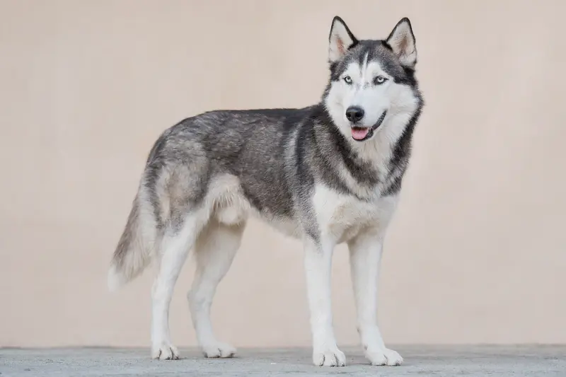 Ein aufmerksamer Sibirischer Husky steht in natürlicher Haltung vor hellem Hintergrund, passend als redaktionelles Bild zum Thema Hundeversicherung.