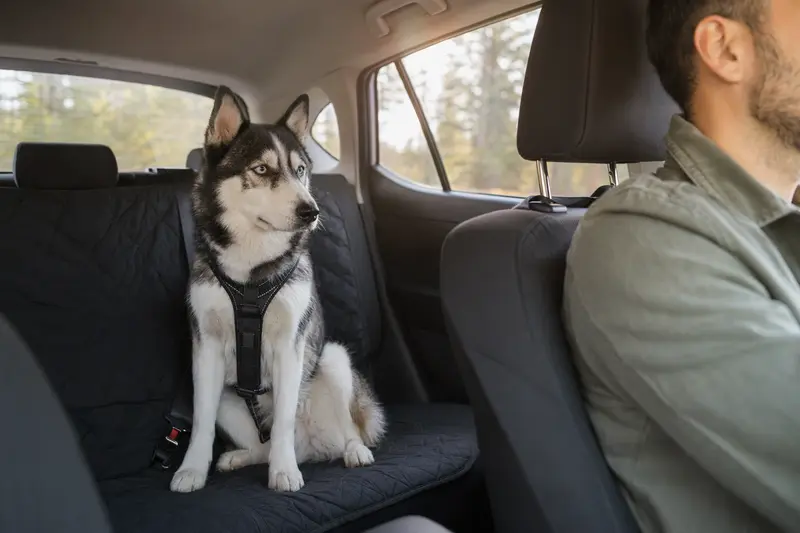 Ein Sibirischer Husky sitzt sicher angeschnallt auf der Rückbank eines Fahrzeugs, während das Sonnenlicht durch das Fenster strahlt.