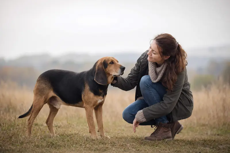 Ein aufmerksam stehender Siebenbürger Bracke Hund vor hellem Hintergrund in einem realistischen Tierportrait für einen Ratgeber zu Hundegesundheit.
