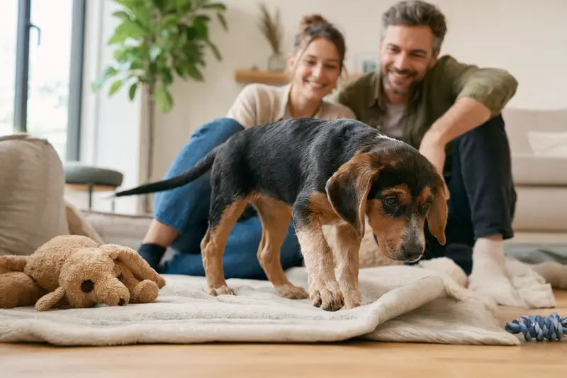 Ein junger Siebenbürger Bracke Welpe erkundet neugierig sein neues Zuhause mit weicher Decke und Spielzeug, während seine Familie im Hintergrund liebevoll zusieht.