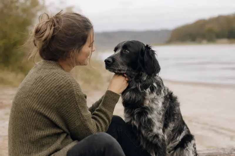 Ein aufmerksam stehender Siegerländer Kuhhund vor hellem Hintergrund, realistisch als professionelles Hundeporträt fotografiert.