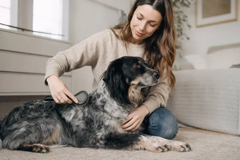 Ein Siegerländer Kuhhund wird zuhause sanft gebürstet und gepflegt.