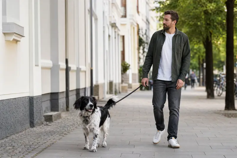Ein Siegerländer Kuhhund läuft an der Leine mit seinem Besitzer entspannt durch eine moderne Stadtstraße.