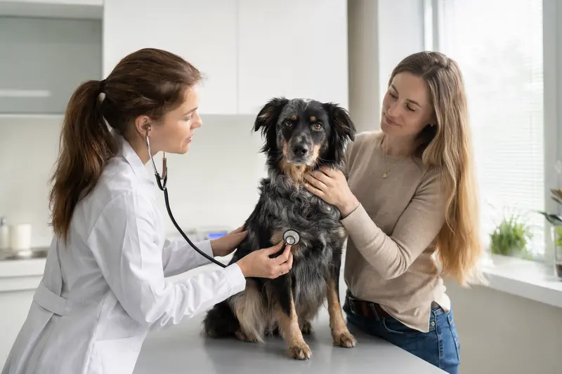 Eine freundliche Tierärztin untersucht einen ruhigen Siegerländer Kuhhund mit dem Stethoskop auf dem Untersuchungstisch in einer modernen Tierarztpraxis.