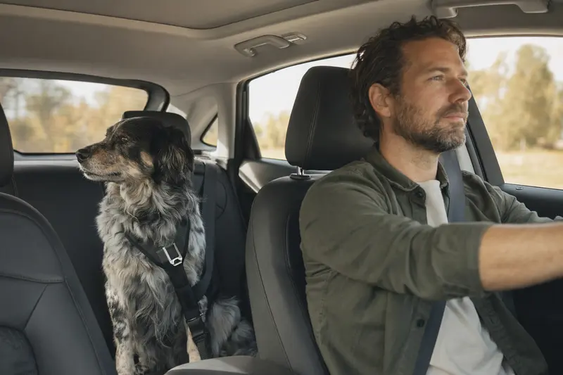 Ein Siegerländer Kuhhund sitzt sicher angeschnallt auf der Rückbank eines Autos, während der Besitzer ruhig fährt und Sonnenlicht durch das Fenster fällt.