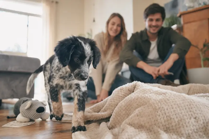 Ein junger Siegerländer Kuhhund-Welpe entdeckt neugierig sein neues Zuhause auf einer weichen Decke, während im Hintergrund eine liebevolle Familie in der hellen Wohnung zu sehen ist.