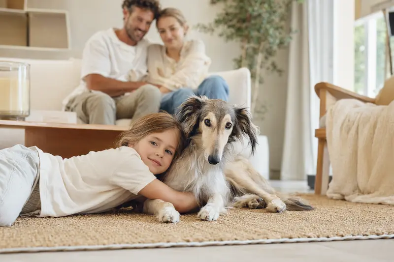 Ein freundlicher Silken Windhund liegt entspannt neben einem Kind im hellen Wohnzimmer, während die Eltern im Hintergrund eine sichere Familienatmosphäre schaffen.
