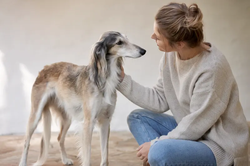 Ein Silken Windhund steht aufmerksam in natürlicher Haltung vor hellem Hintergrund und zeigt als elegantes Hunderassenporträt seine typische Fellstruktur.