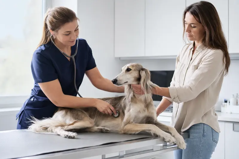 Eine Tierärztin untersucht einen ruhigen Silken Windhund mit dem Stethoskop, während der Besitzer in der modernen Tierarztpraxis beruhigend danebensteht.