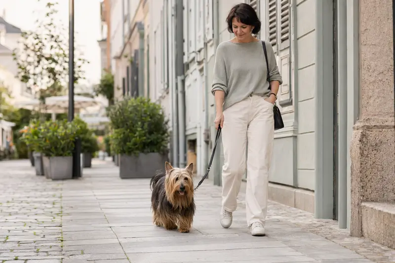 Ein Skye Silky Terrier läuft an der Leine mit seinem Besitzer durch eine freundliche moderne Stadtstraße.