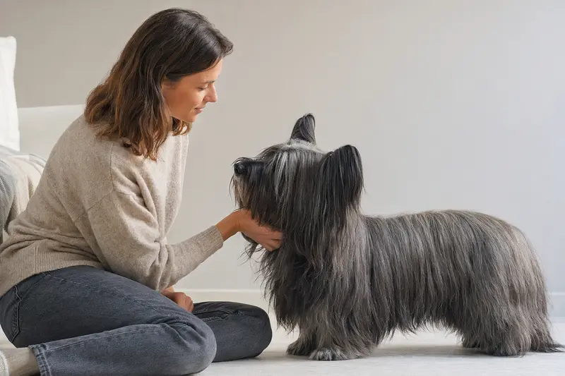 Ein aufmerksamer Skye Terrier steht in natürlicher Haltung vor hellem Hintergrund und zeigt die typische Fellstruktur der Rasse.