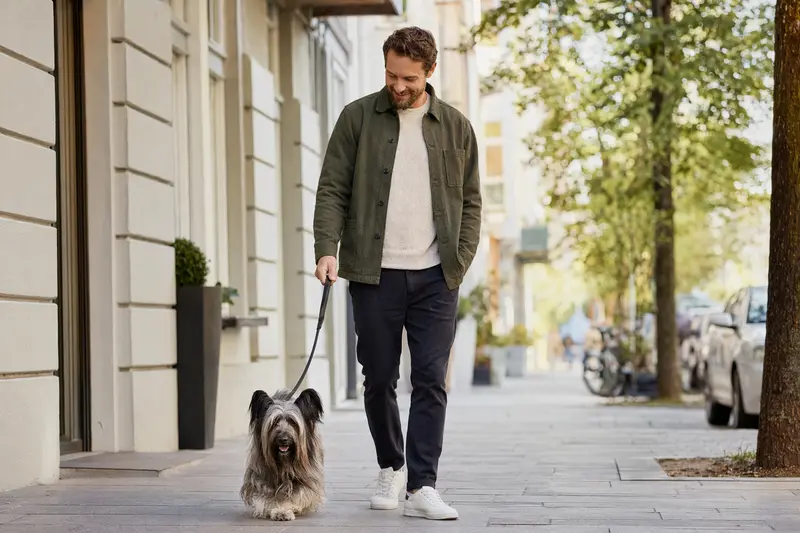 Ein Skye Terrier läuft an der Leine mit seinem Besitzer durch eine saubere moderne Stadtstraße bei natürlichem Licht.