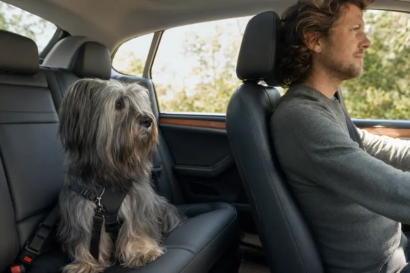 Ein Skye Terrier sitzt sicher angeschnallt auf der Rückbank eines Autos, während der Besitzer ruhig fährt und Sonnenlicht durch das Fenster fällt.
