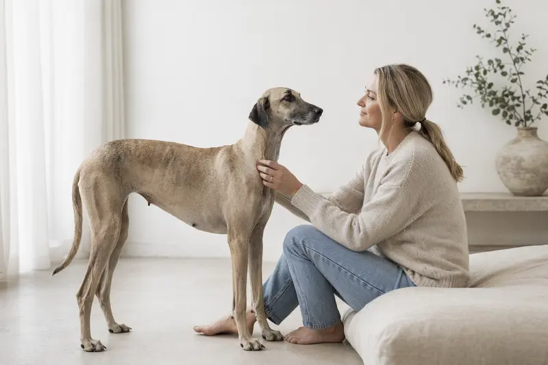 Ein aufmerksam stehender Sloughi Hund vor hellem Hintergrund als realistisches Portrait in natürlicher Haltung.