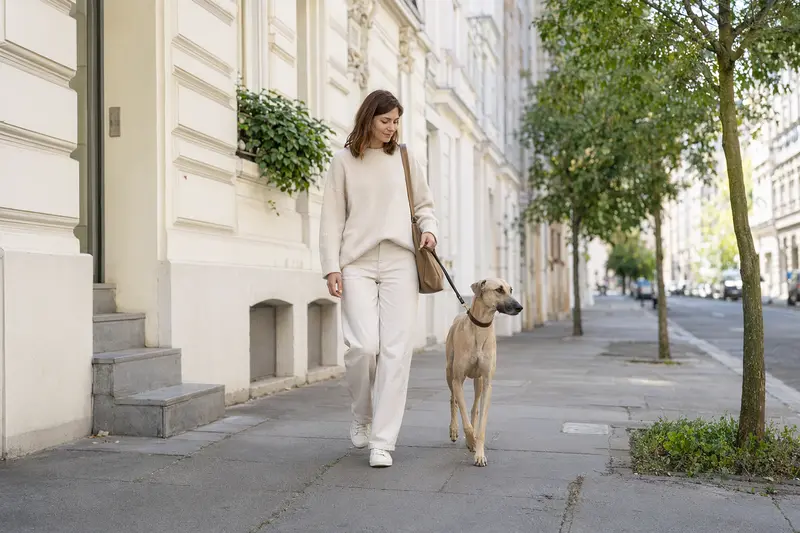 Ein Sloughi läuft an der Leine mit seinem Besitzer durch eine moderne Stadtstraße.