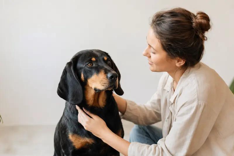 Ein Slowakischer Laufhund steht aufmerksam vor hellem neutralem Hintergrund und zeigt seine typische Körperform im professionellen Tierportrait.