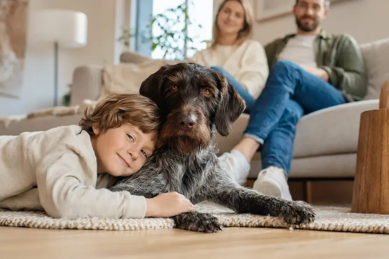 Ein Slowakischer Vorstehhund mit Drahthaar liegt entspannt neben einem Kind im Wohnzimmer, während die Eltern im Hintergrund stehen und die Szene eine warme, sichere Familienatmosphäre ausstrahlt.