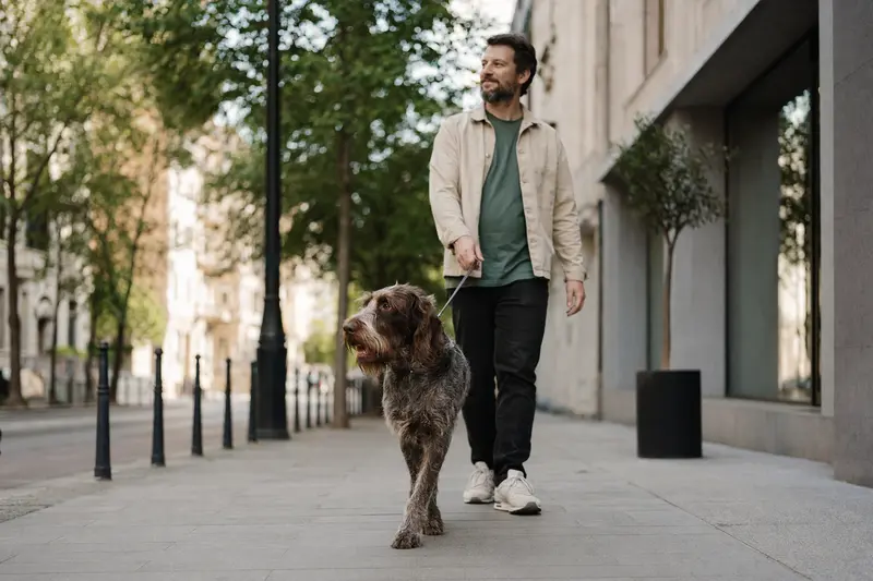 Ein Slowakischer Vorstehhund mit drahtigem Fell läuft an der Leine mit seinem Besitzer durch eine moderne Stadtstraße.