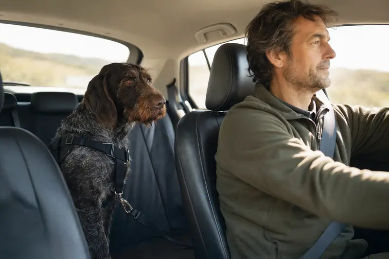Ein Slowakischer Vorstehhund sitzt sicher angeschnallt auf der Rückbank eines Autos, während der Besitzer ruhig fährt.