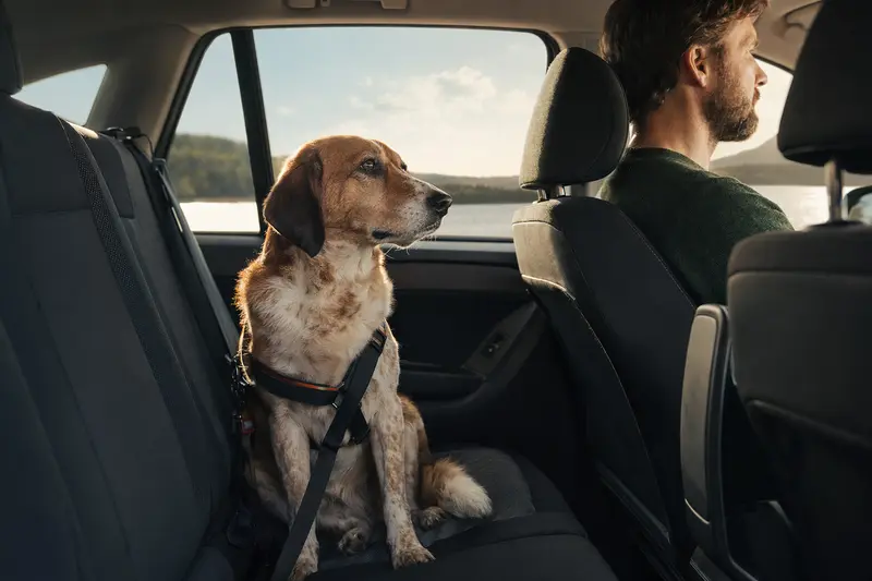 Ein Smaland-Bracke Hund sitzt sicher angeschnallt auf der Rückbank eines Autos, während der Besitzer ruhig fährt.