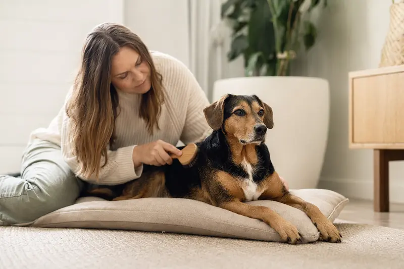 Ein Smaland-Laufhund wird in einer hellen Wohnung sanft gebürstet, während sich sein Besitzer liebevoll um die Fellpflege kümmert.