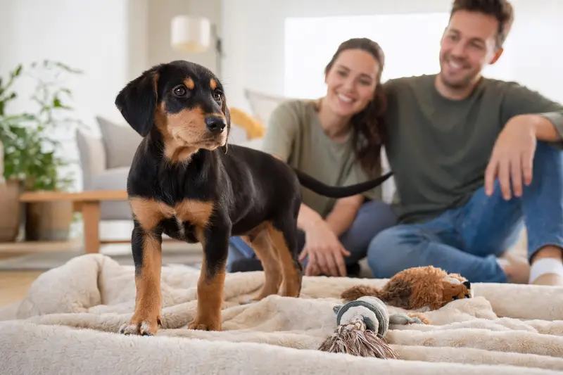 Ein junger Smaland-Laufhund-Welpe erkundet neugierig sein neues Zuhause auf einer weichen Decke zwischen Spielzeug und seiner Familie.