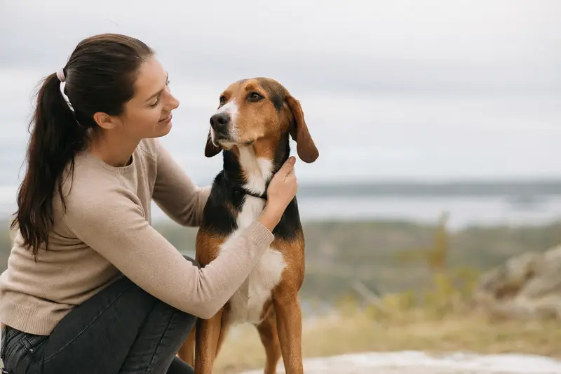 Ein aufmerksamer Smalandsstövare Hund steht in natürlicher Haltung vor hellem Hintergrund und zeigt die typische Fellstruktur der Rasse.