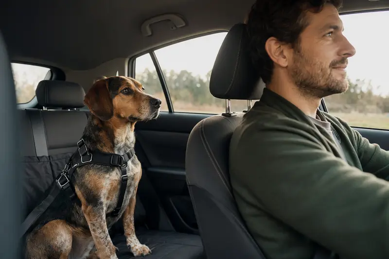 Ein Smålandsstövare sitzt angeschnallt auf der Rückbank eines Autos und vermittelt sicheres Reisen mit Hund.